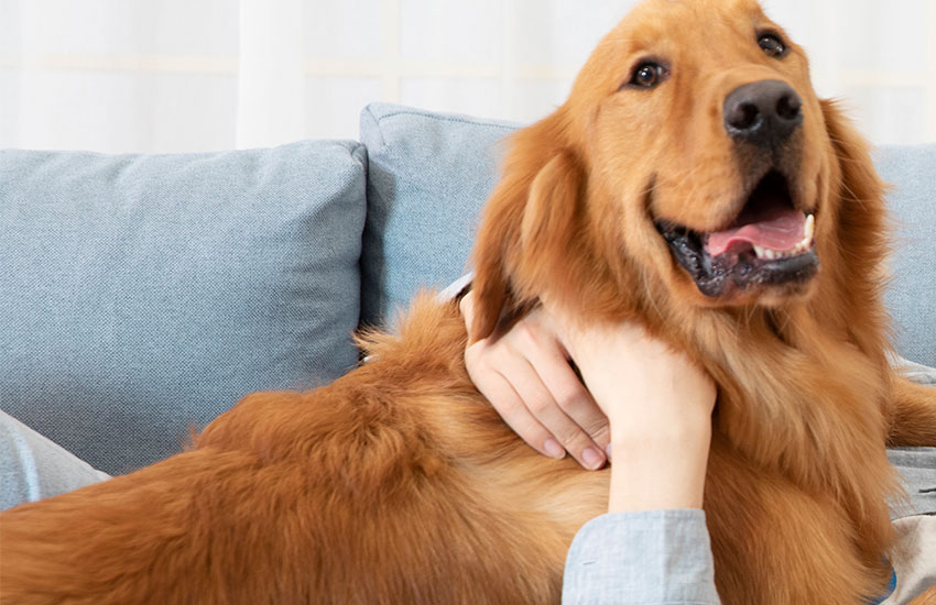 Los pañales para mascotas pueden ser una buena opción.