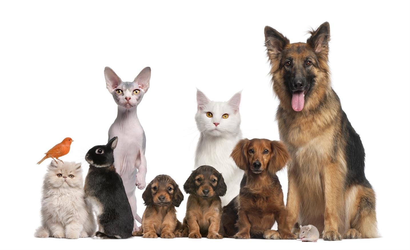 La forma correcta de usar las almohadillas para mascotas para cachorros y gatitos