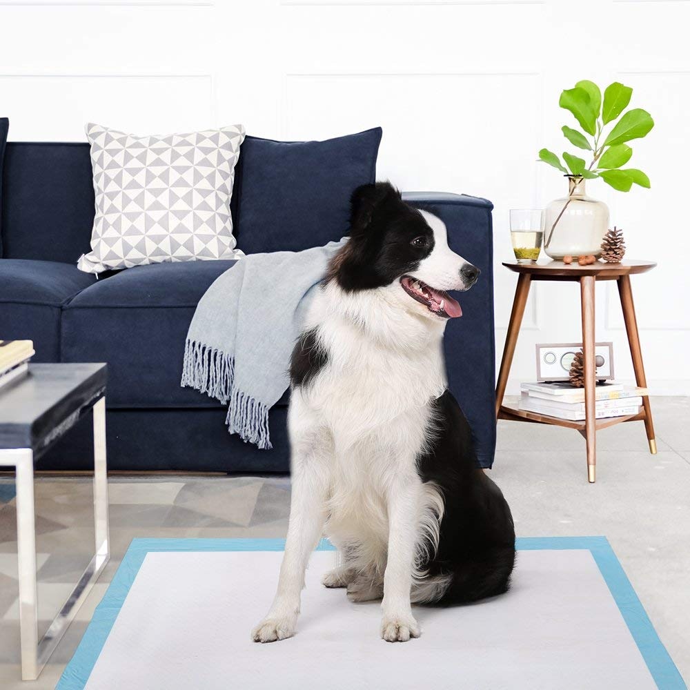 Conocimientos sobre el uso de empapadores para perros